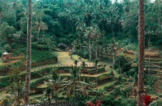 bw-terraces.jpg