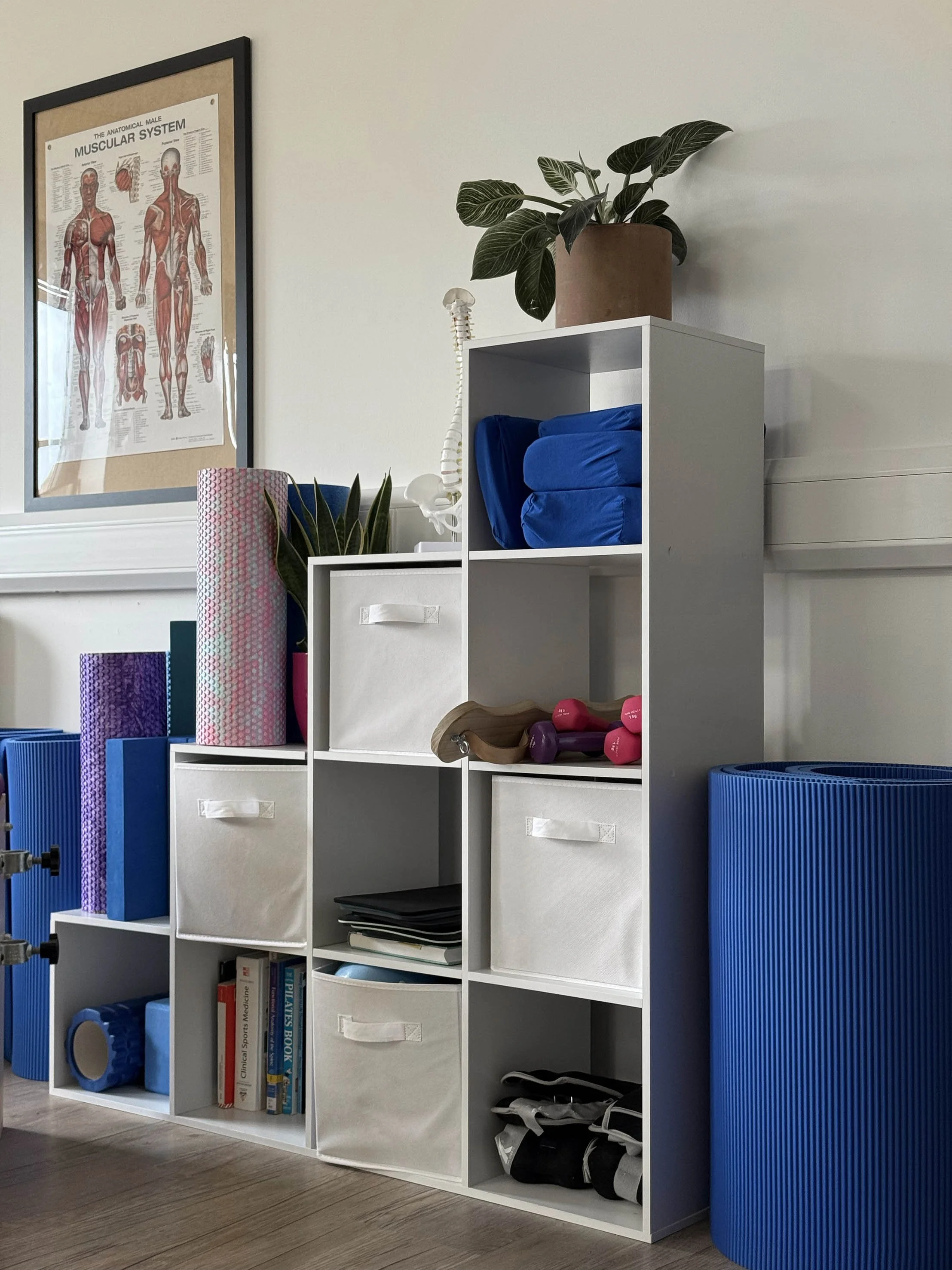 A white shelving unit containing fitness gear such as yoga mats, dumbbells, a foam roller, resistance bands, and exercise books. A potted plant sits on top of the unit, and a poster of the muscular system hangs on the wall nearby.