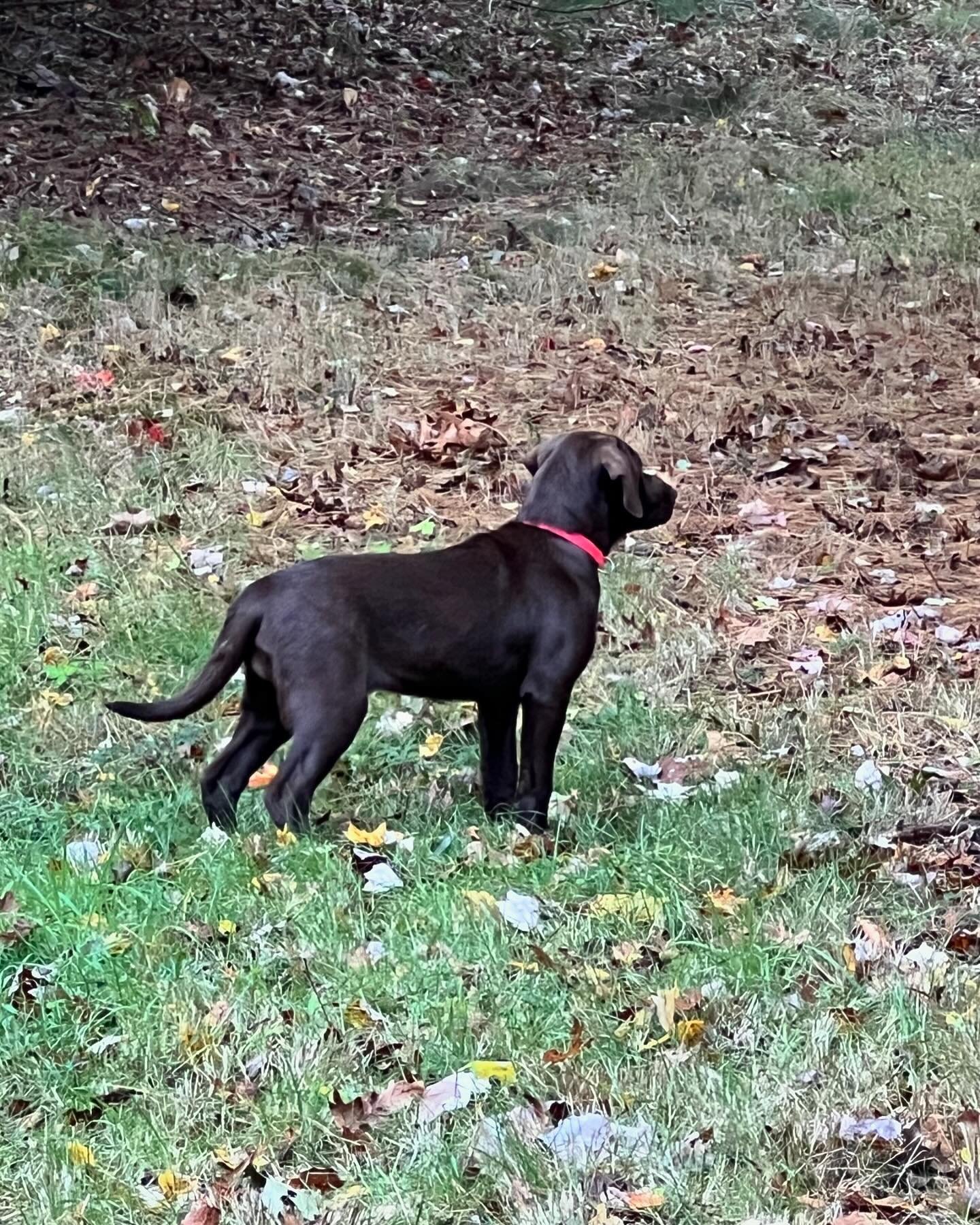 As many of you know, I have a fondness for chocolate Labradors. Kate had enormous shoes to fill and did so, and this little one has to fill 2pairs. She certainly is getting off to a great start. We ❤️❤️ Sweet Loretta ... and are hopeful for her futur