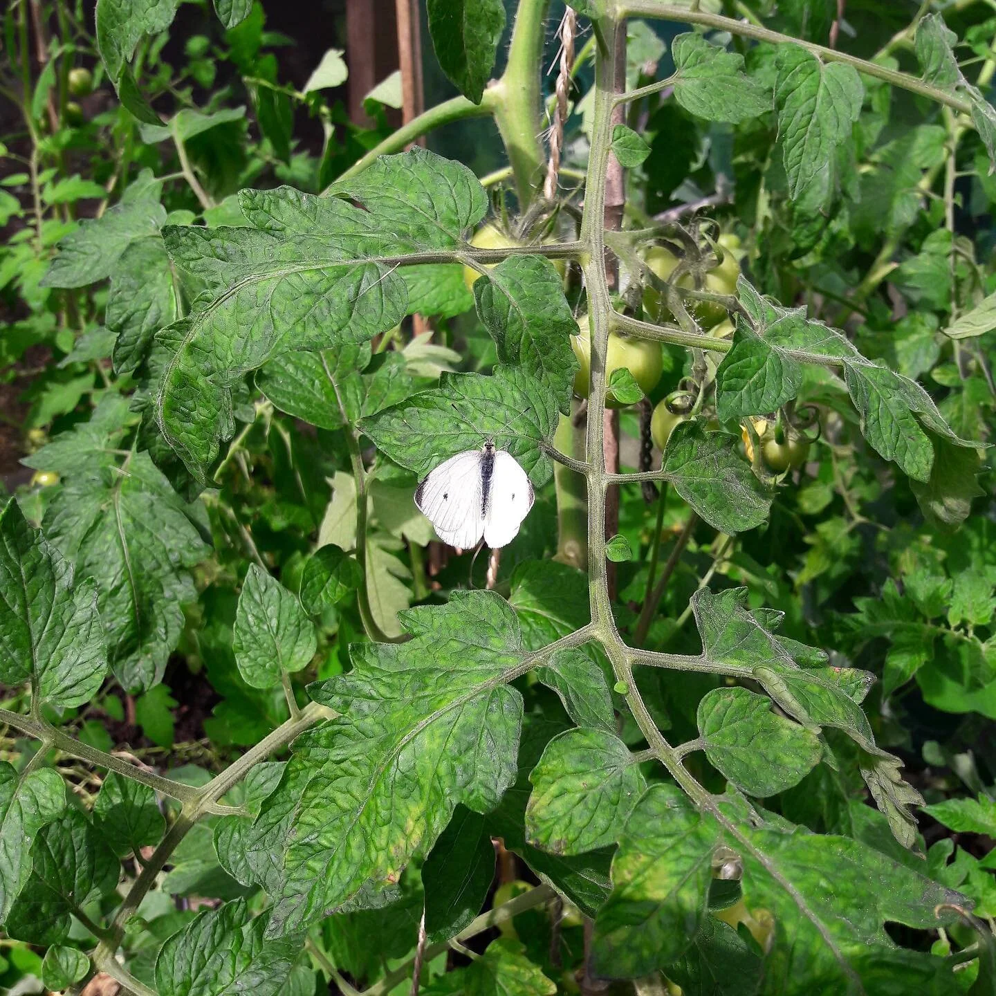 Friends in The Small Quarter garden 🦋

Join us in the garden on Wednesdays from 10-12