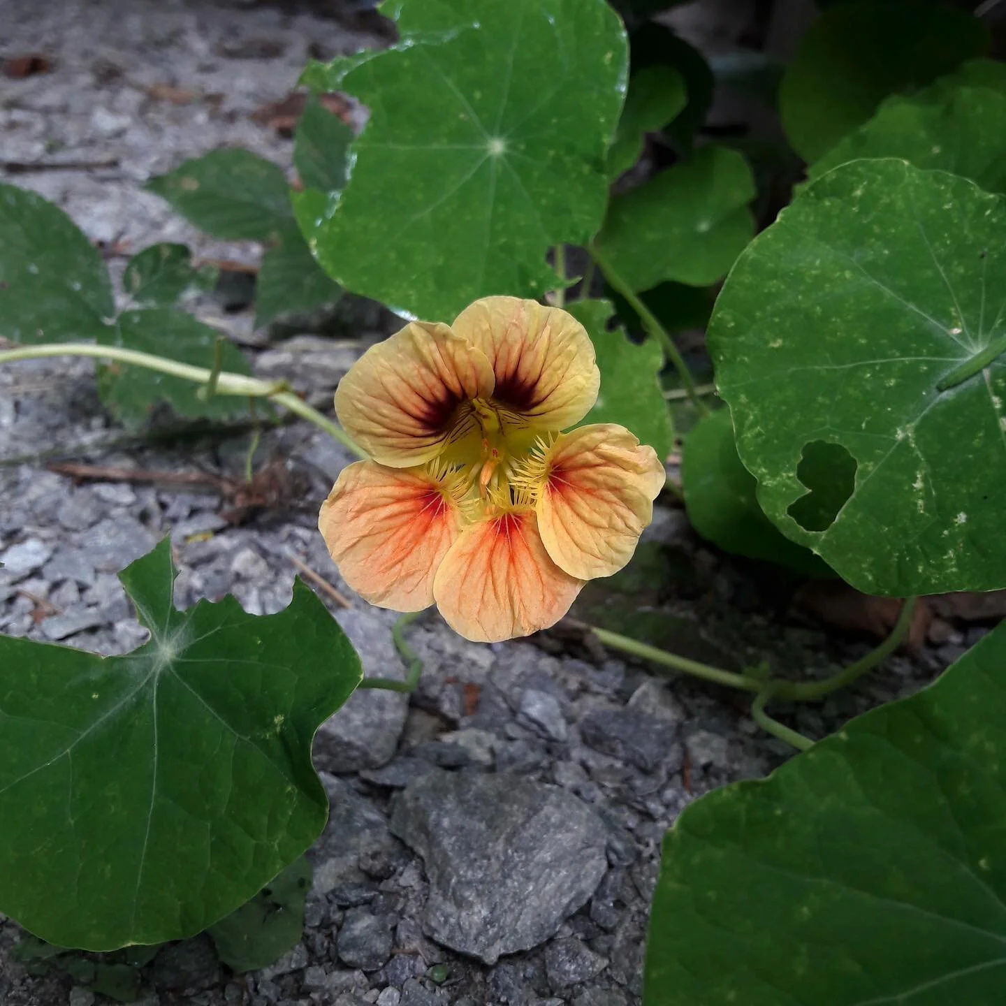 Out of the grey, comes beauty!

Happy Friday folks. We hope you had a wonderful week!

Looking to brighten your morning?

Look no further than our &lsquo;Somg for Mitcham&rsquo;, specially composed and recorded with Mitcham in mind (and heart)!

Foll