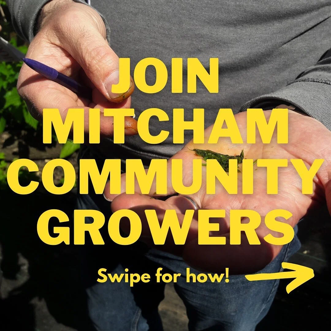 With Christmas Eve, comes Christmas cheer and we are so excited to share Mitcham Community Growers with you.

Want to get involved? Read on 👇

We are a group of volunteers growing food to take home, and to share with the New Horizons foodbank, and g