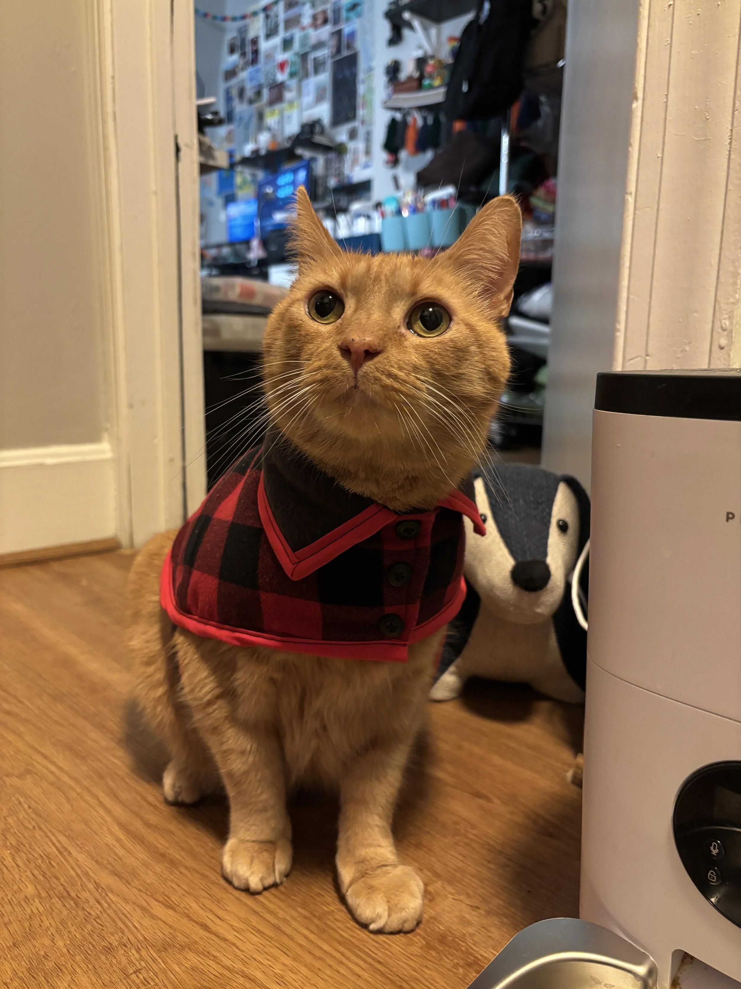 4. Bear coat fin.JPG