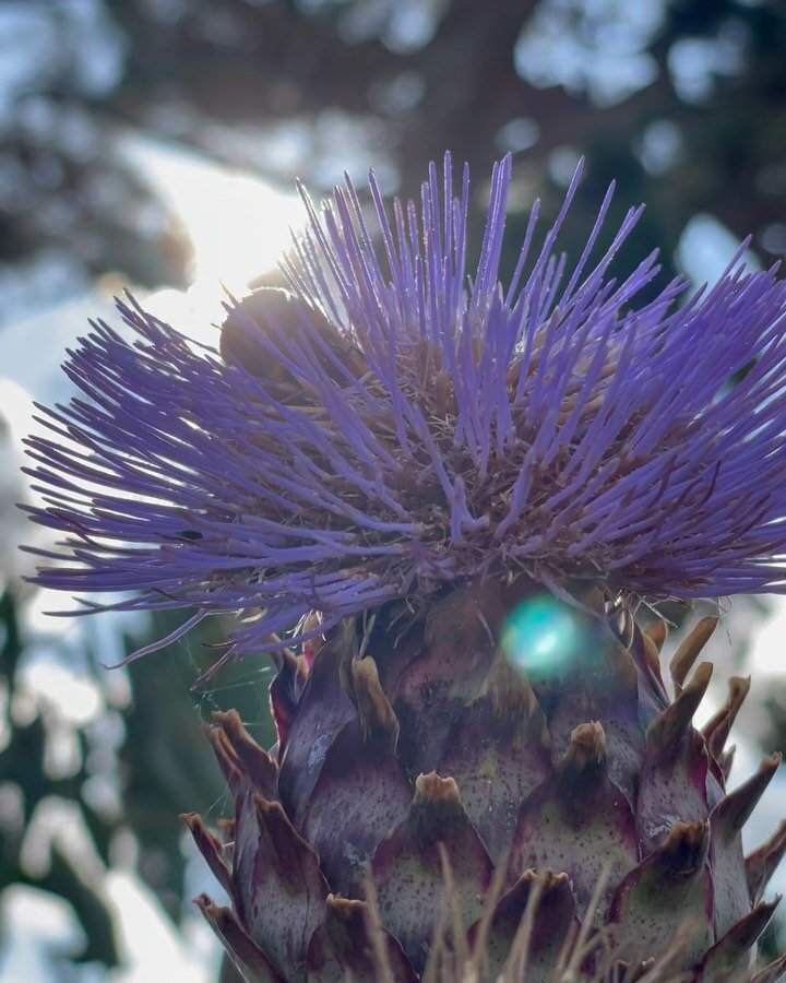 All things thistle still proving popular with pollinators 

#inmygarden 
#sustainablegardening
#pollinators