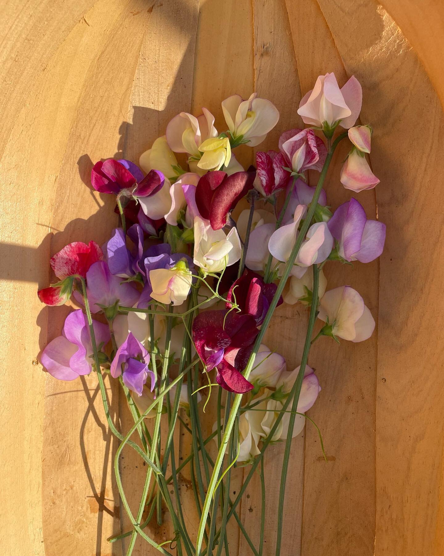 A first clutch; the sweetest of peas. 

@roger_parsons_sweet_peas 

#sweetpea
#inmygarden
#sustainablegardening
#coastalliving