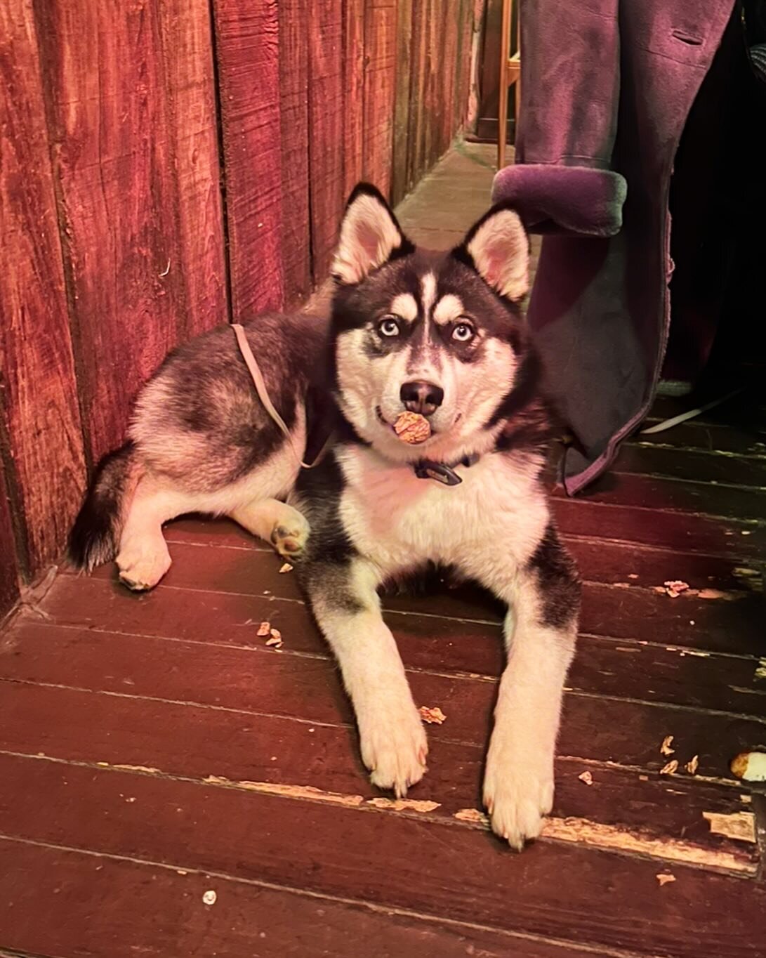 This is Blue. Blue likes wine corks. We like Blue. 
#dogsofbouchon