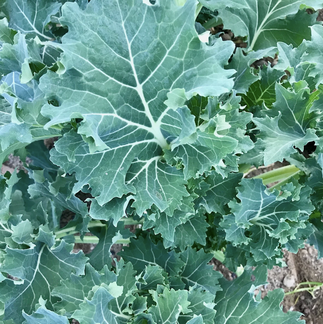 kale, siberian