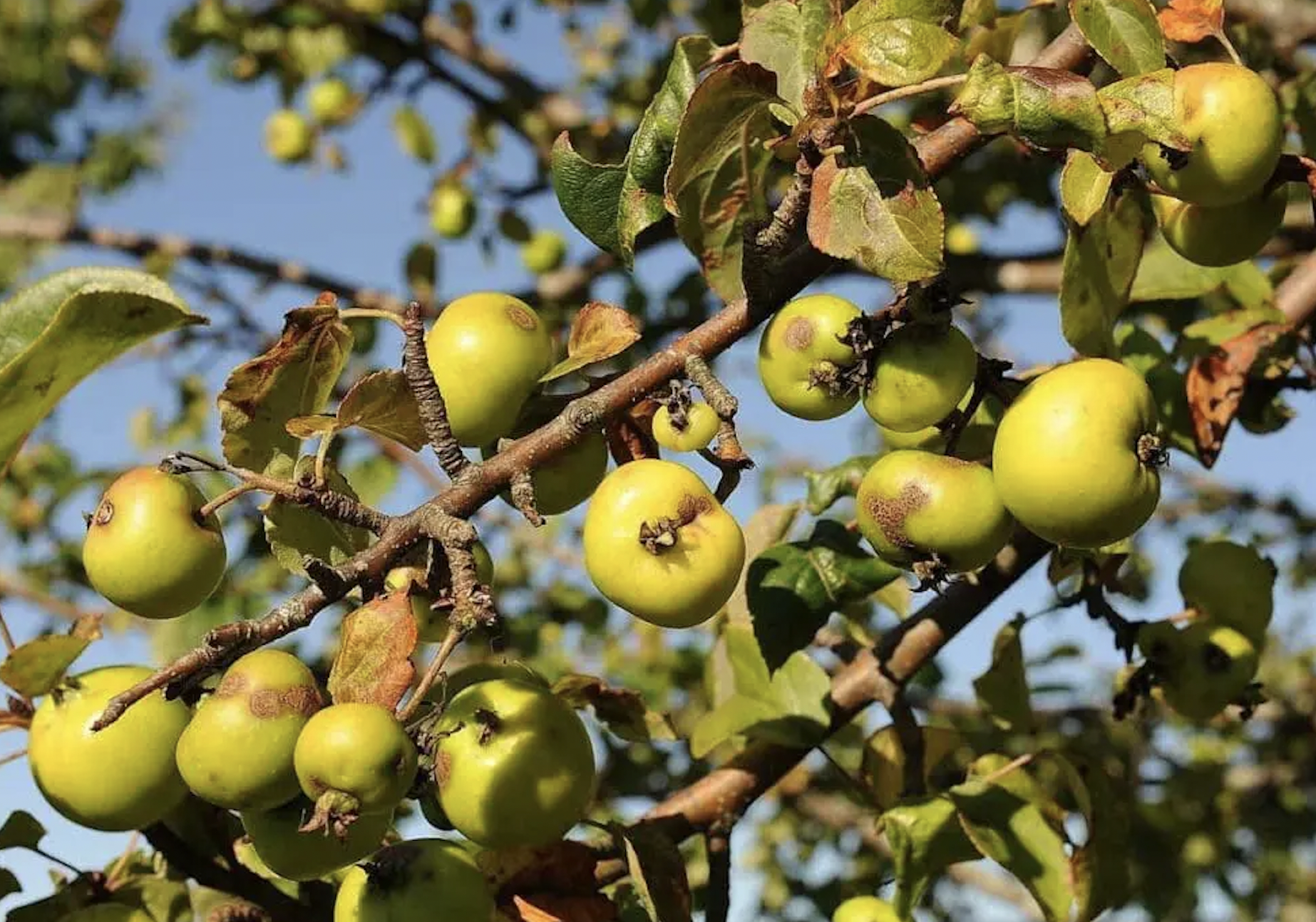 apple, crab - green