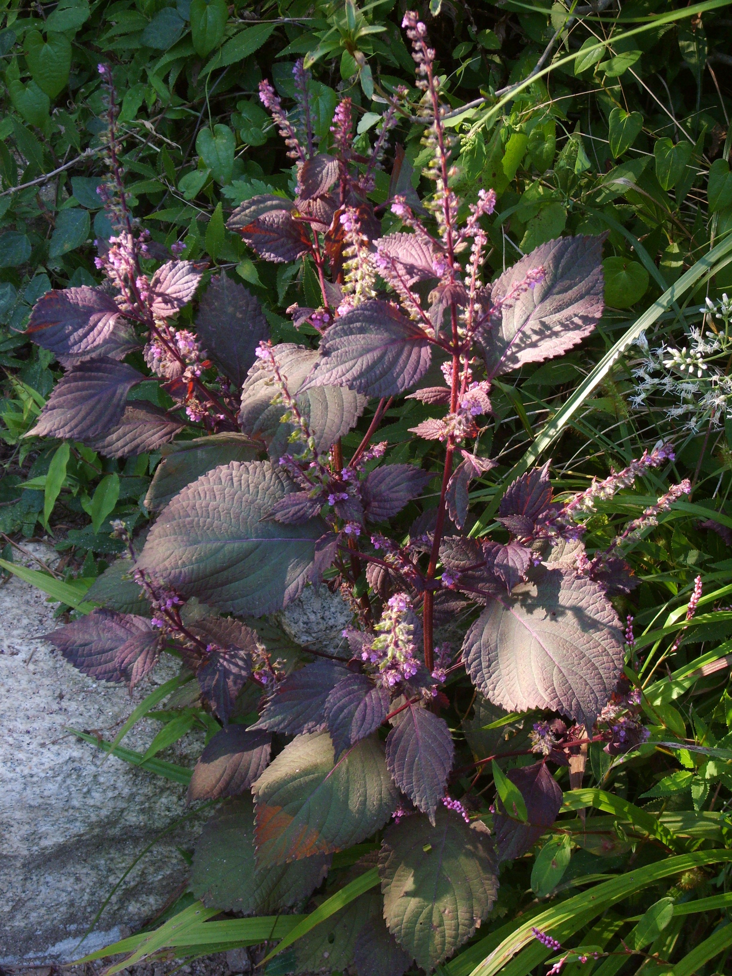 shiso, red (perilla)