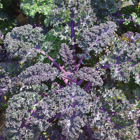 kale, redbor - curly