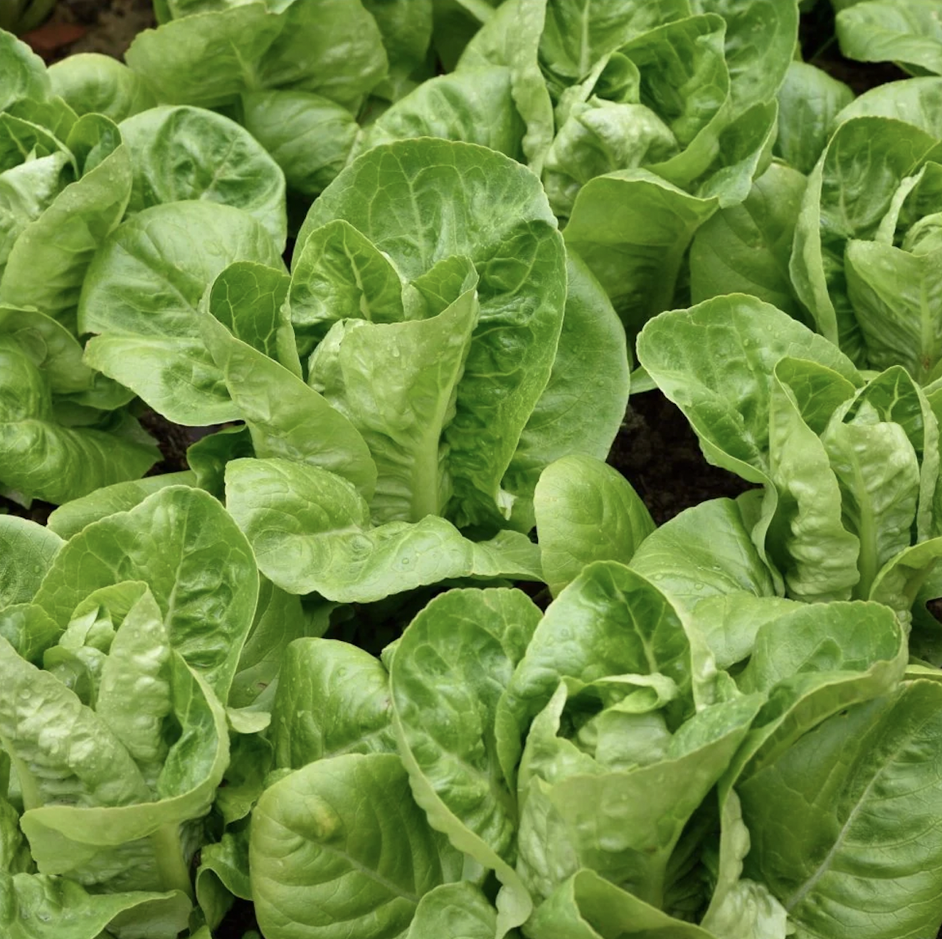 lettuce, little gem
