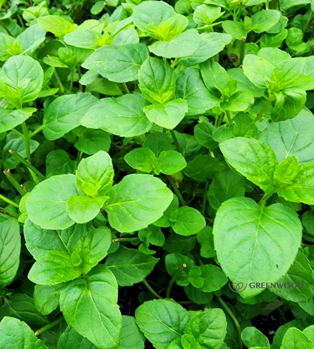 mint, orange