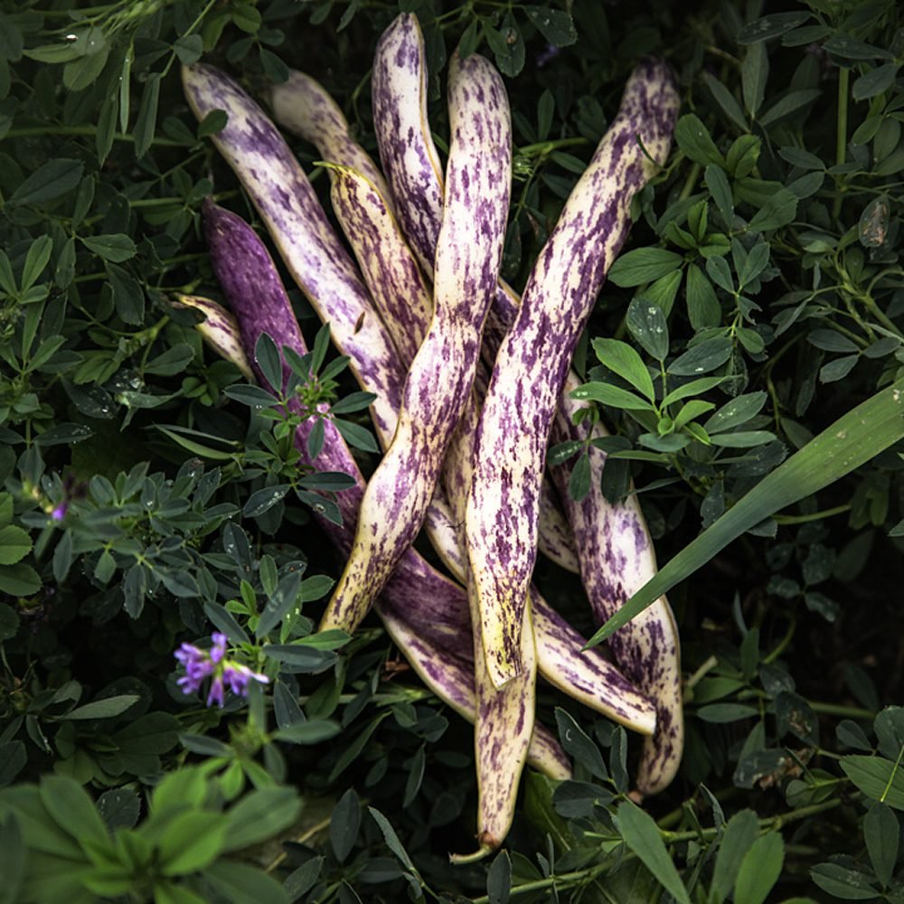 beans, dragon's tongue
