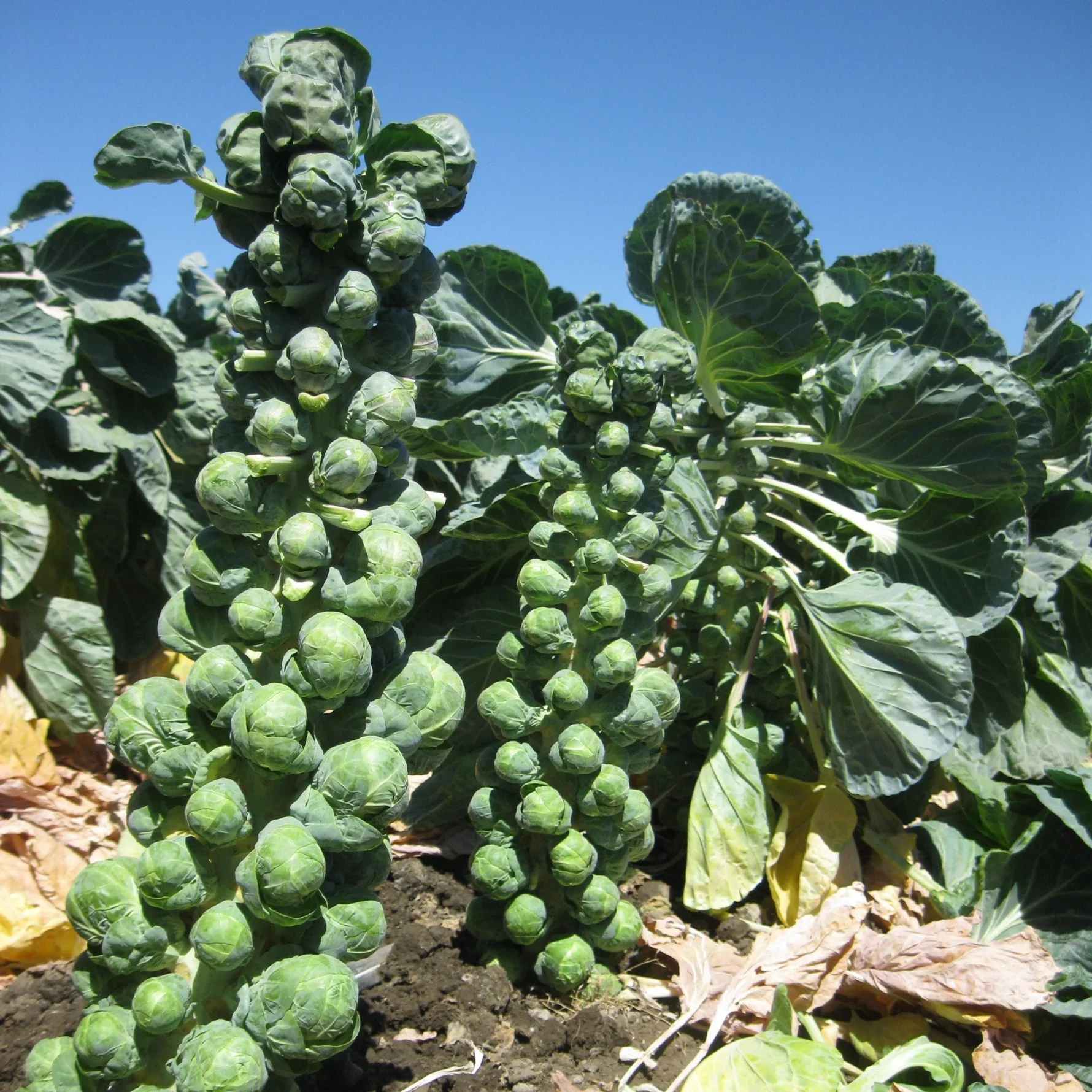 brussels sprouts
