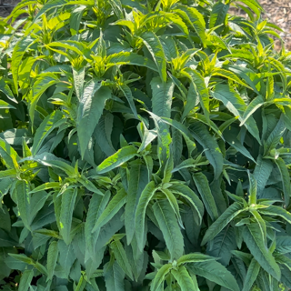 bergamot, bee balm