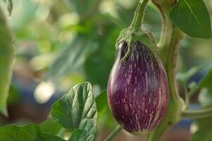 eggplant, graffiti