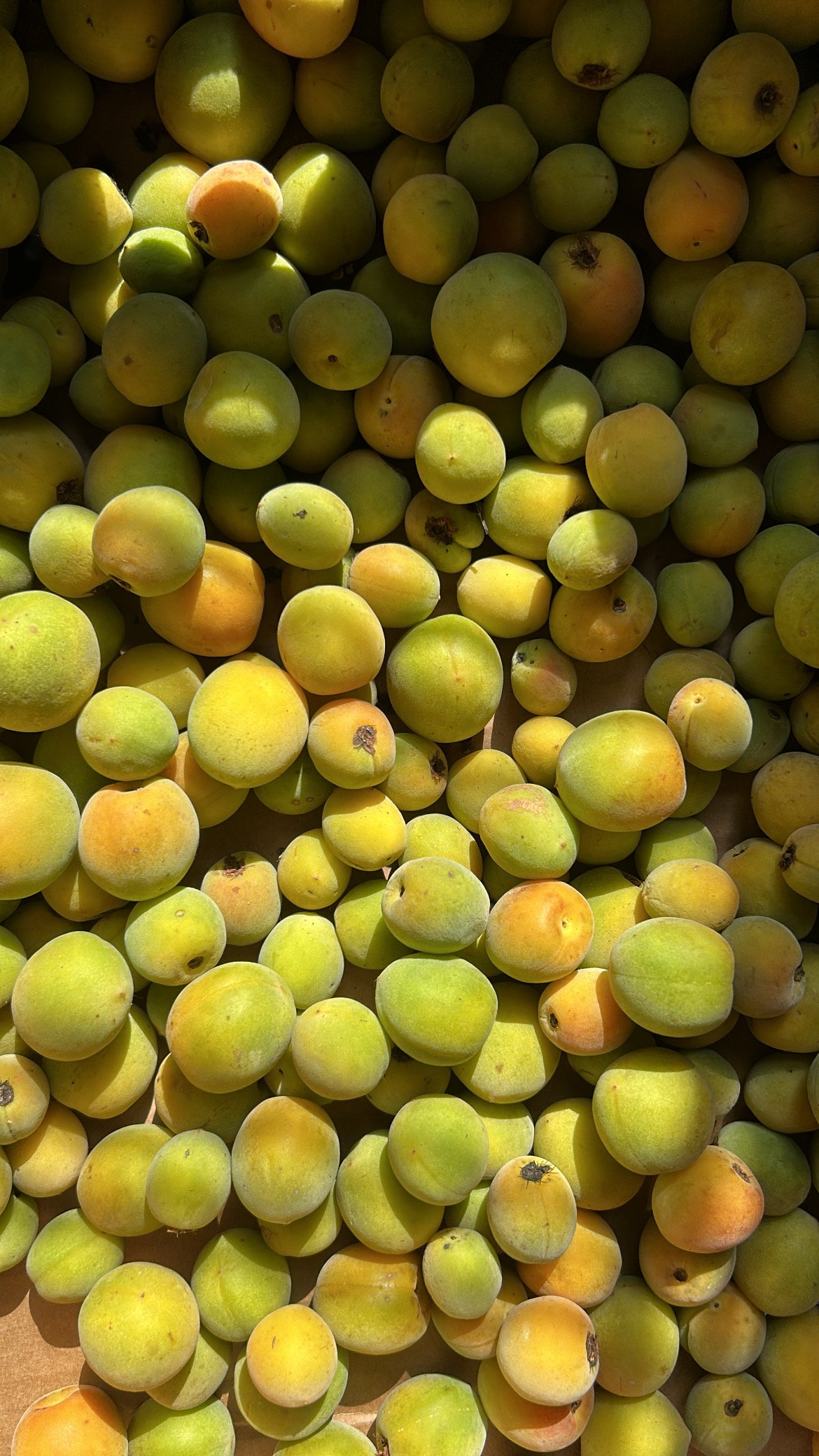 ume plums