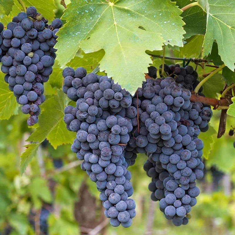 concord grapes.jpg