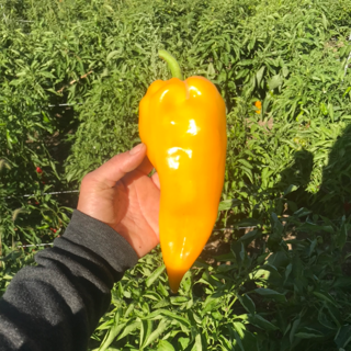 pepper, escamillo corno di toro