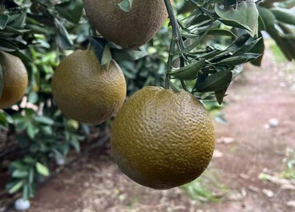 chocolate orange.jpg