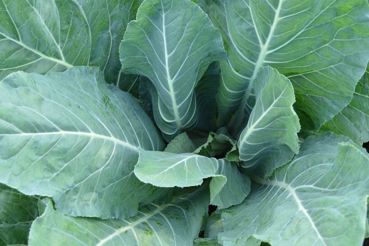 greens, cauliflower