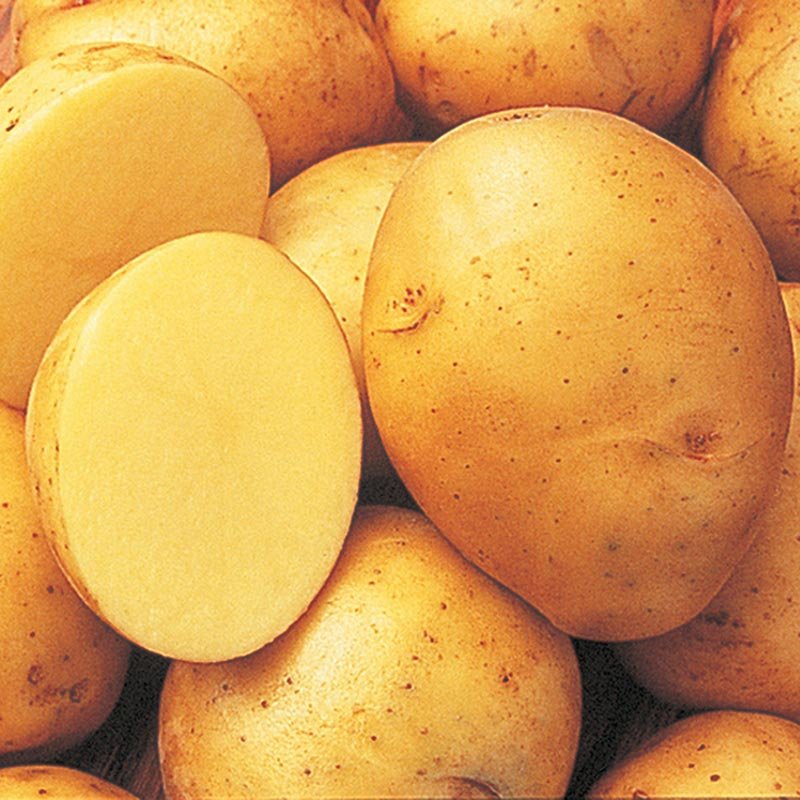 potatoes, yukon gold (large)