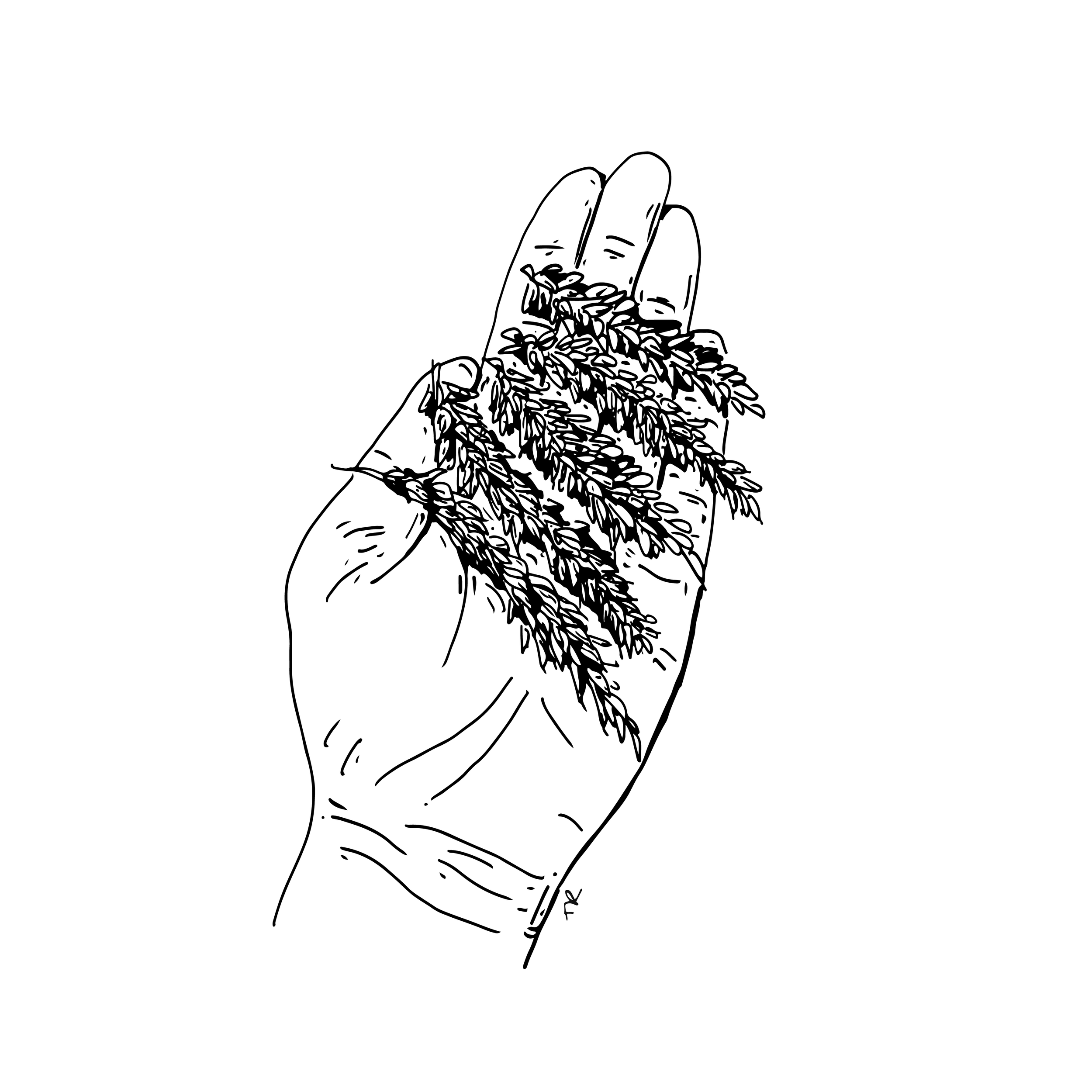 flour, spelt ancient