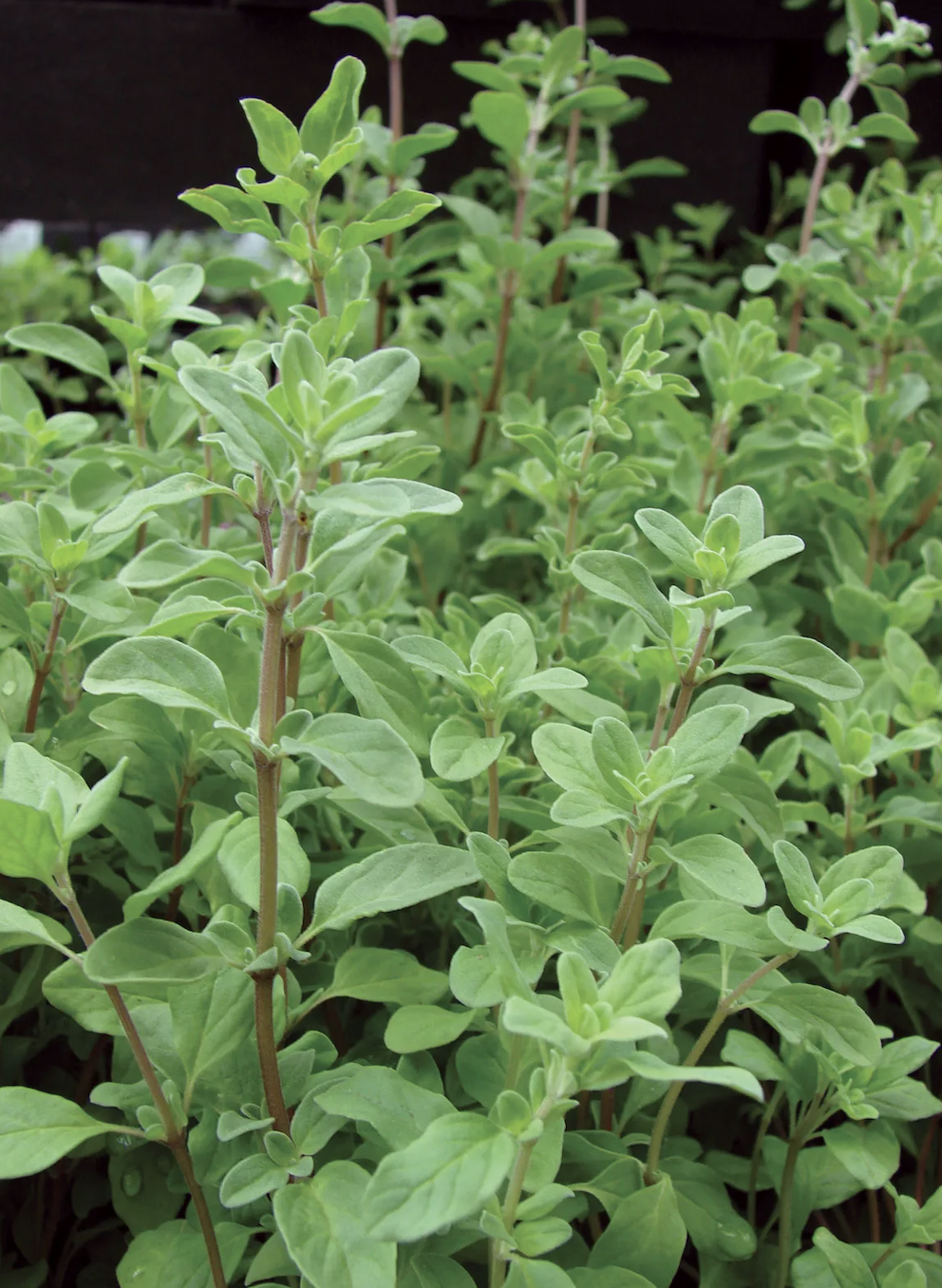 marjoram