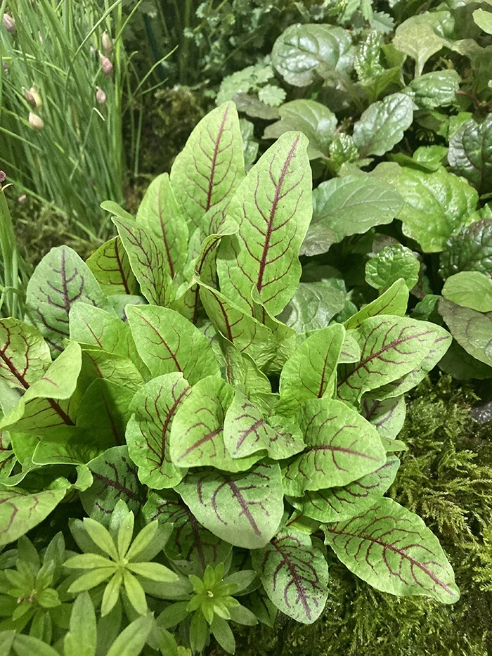 sorrel, red veined