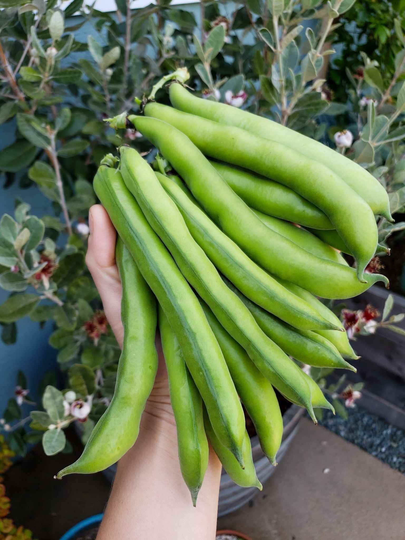 beans, fava