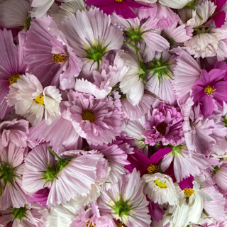 edible flower, cosmos.png