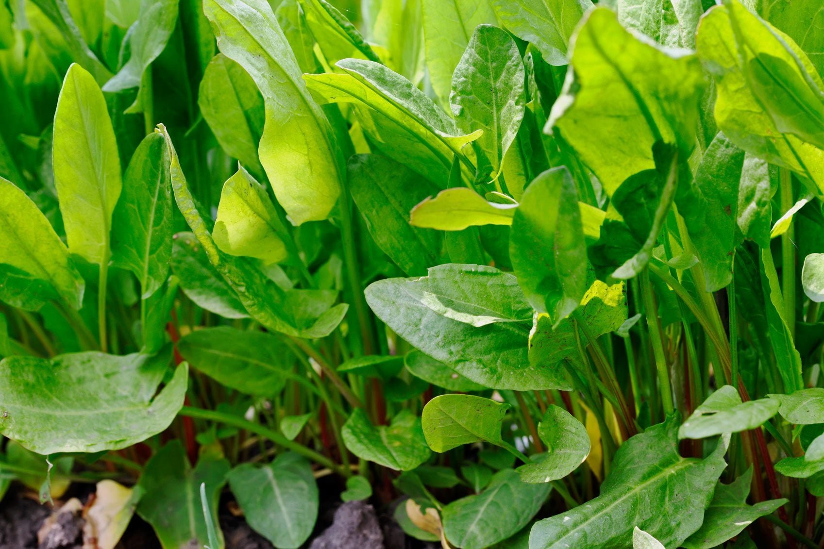 sorrel, french - green
