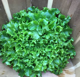 lettuce, oak green
