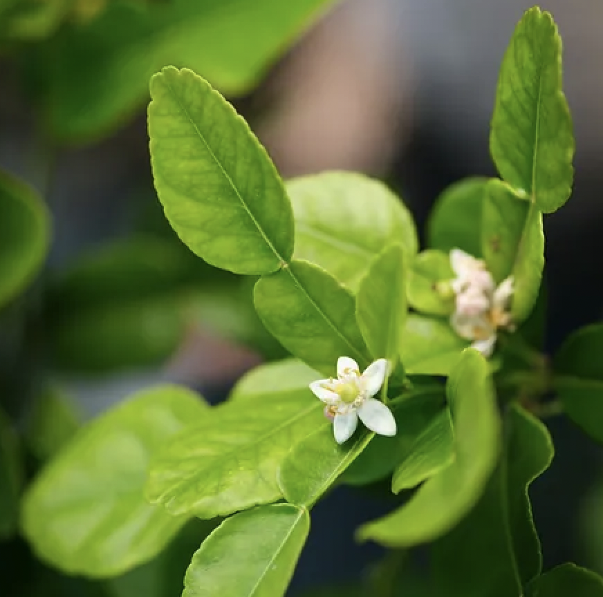 citrus, leaves - makrut lime