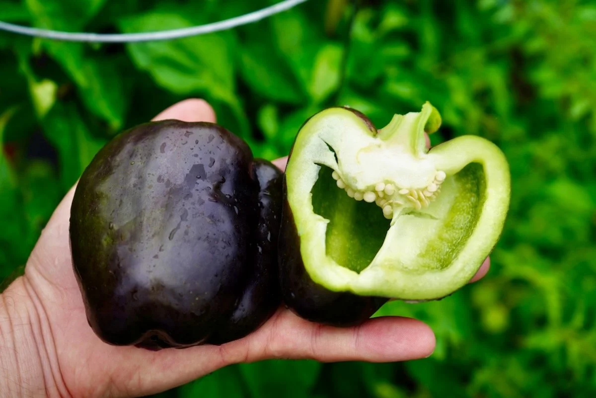 pepper, bell midnight.jpg