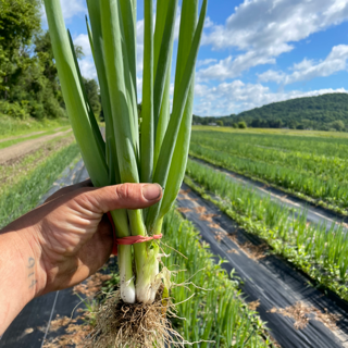 onion, scallions nabechan (bunched)