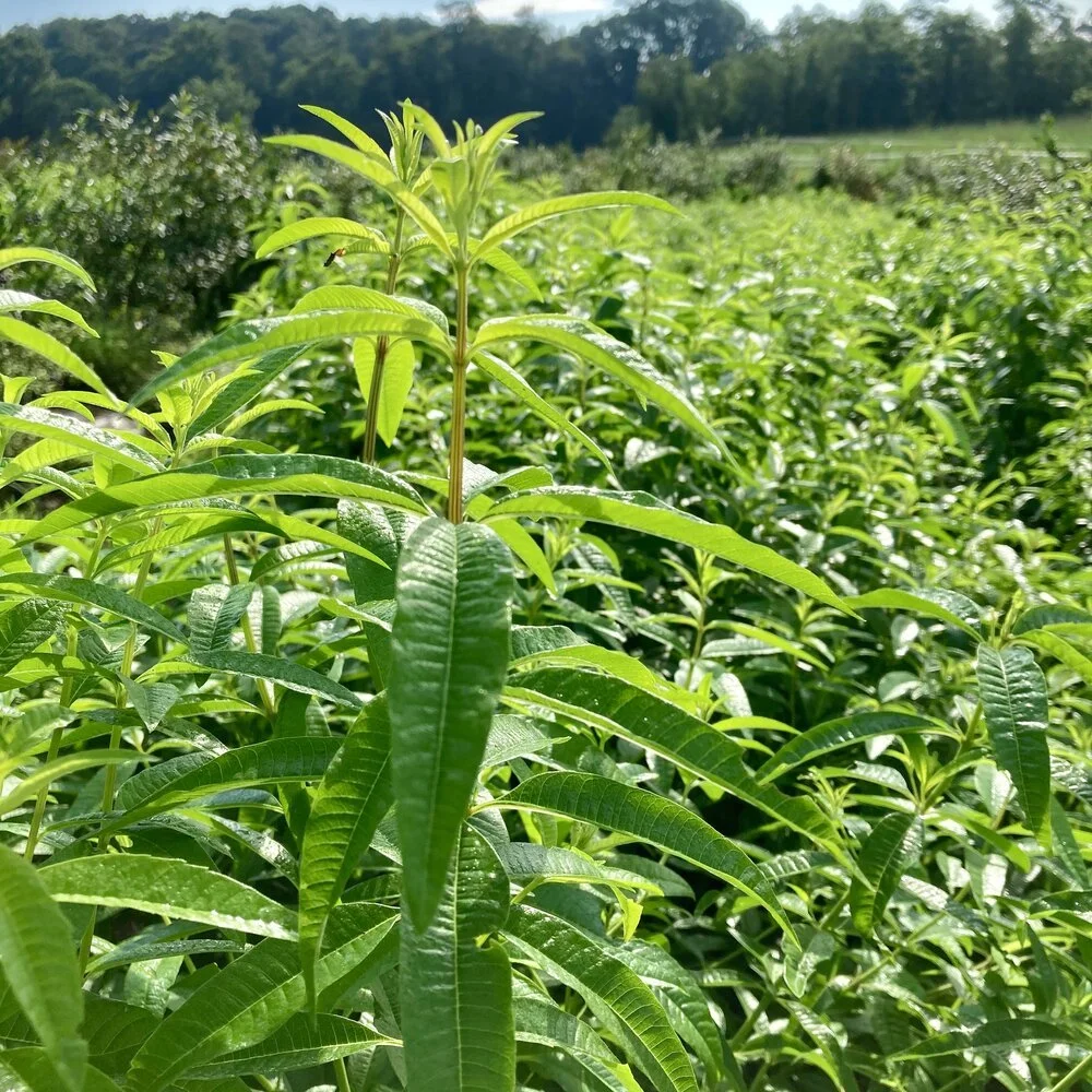 lemon verbena
