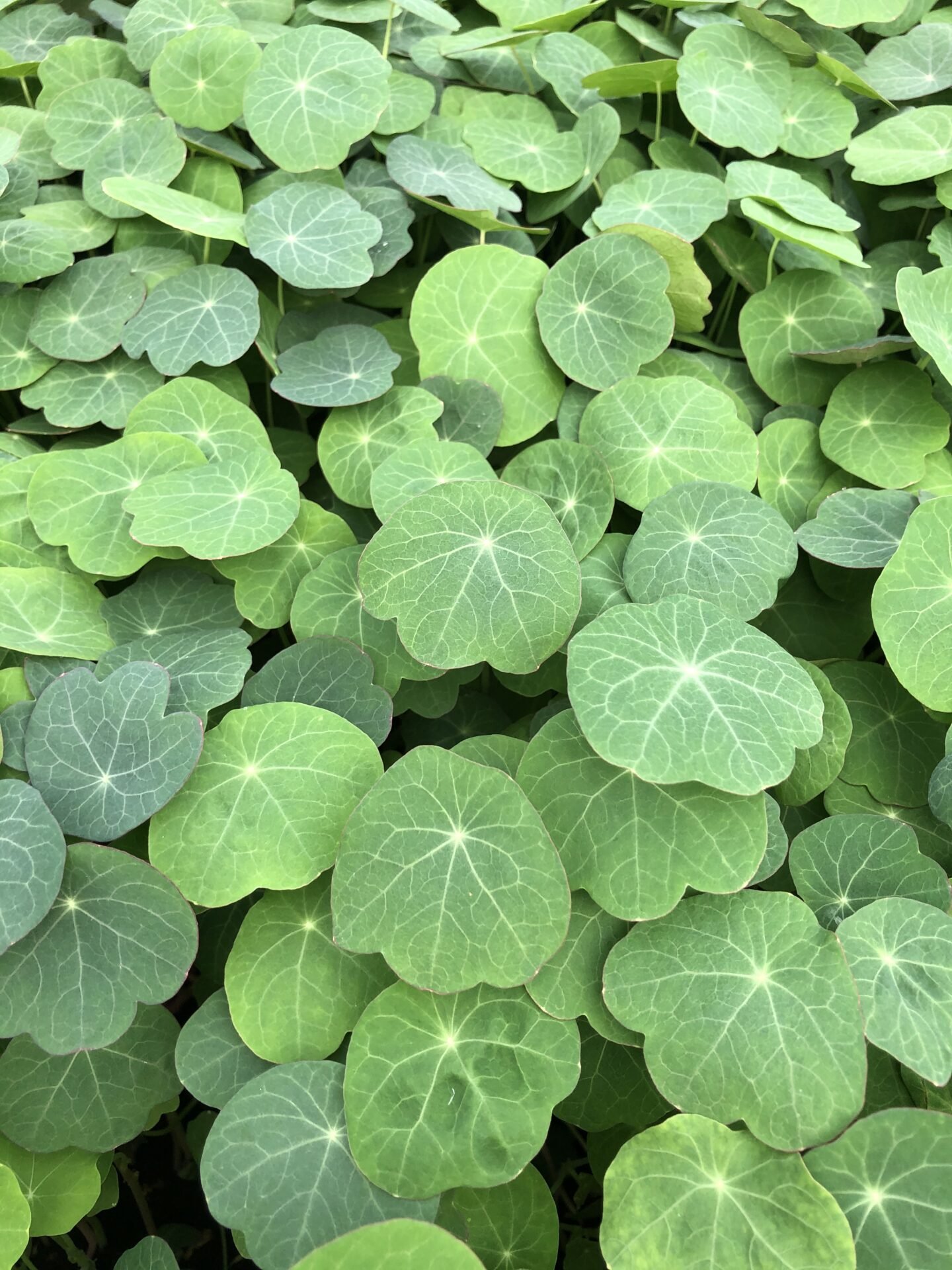 microgreens, nasturtium