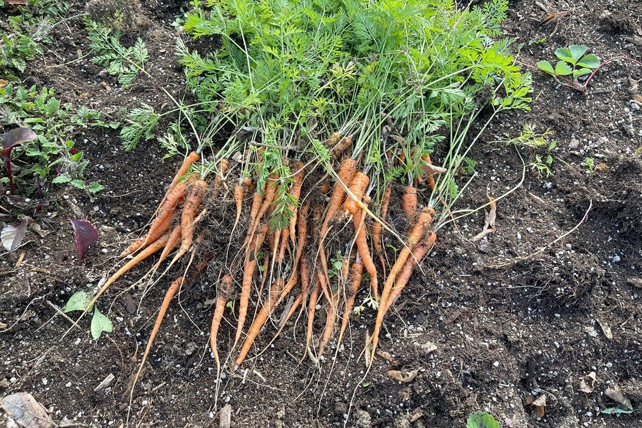 carrots, baby orange (bunched)