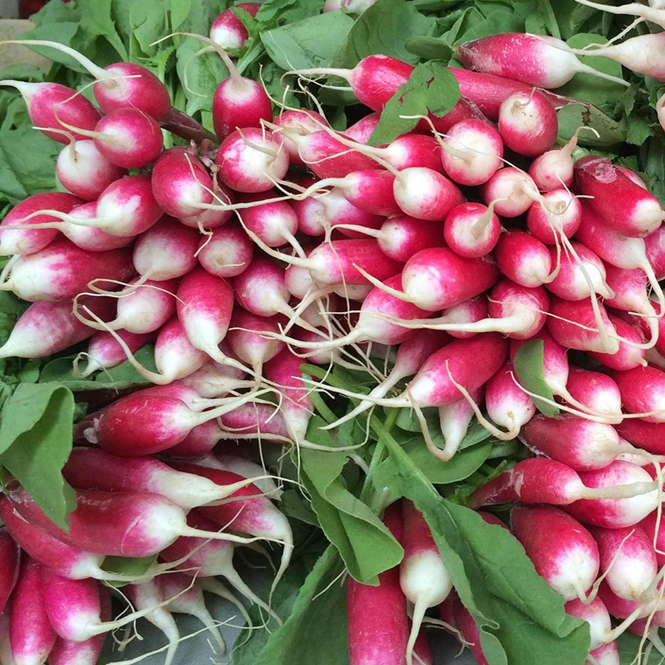 radish, french breakfast (bunched)