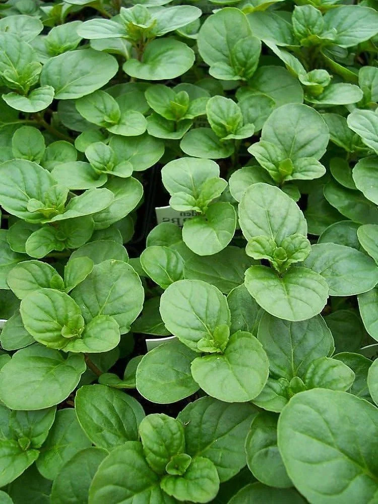 mint, orange