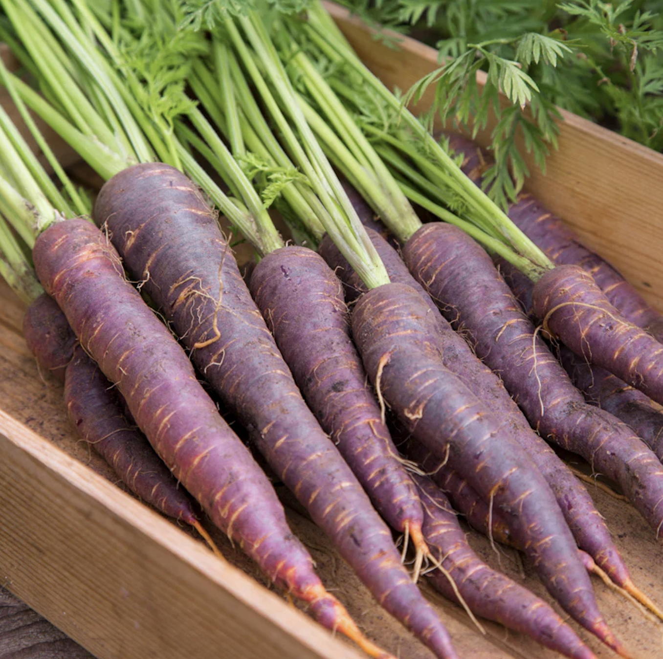 carrots, baby purple (bunched)