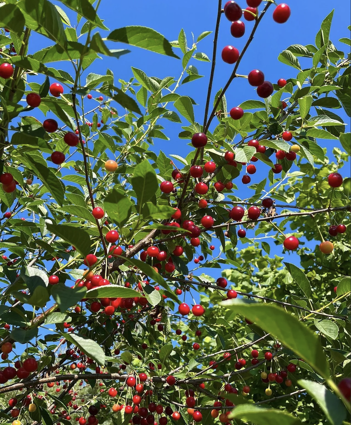cherries, sour