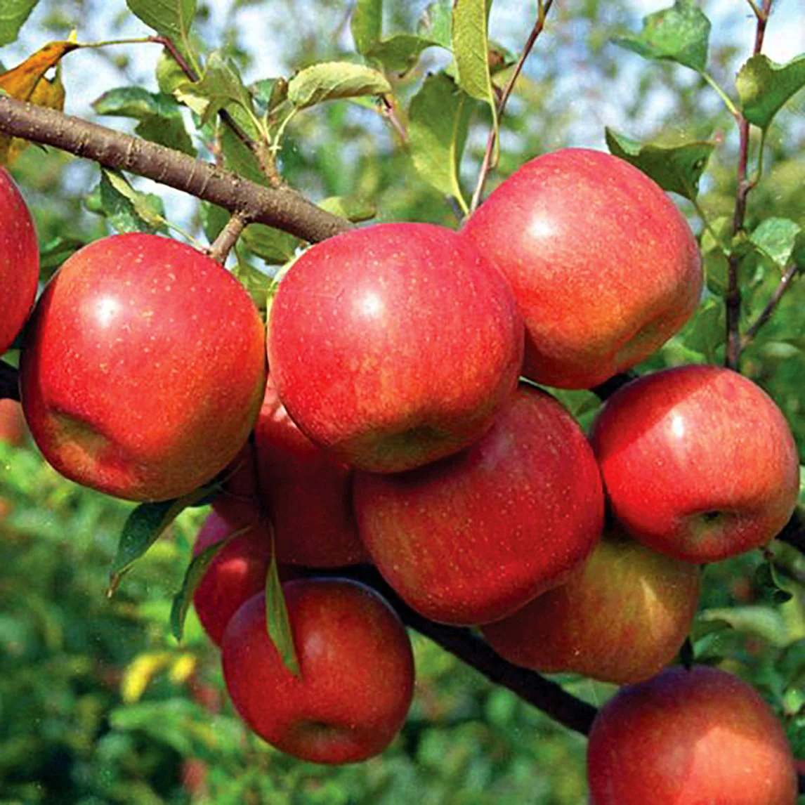 apples, fuji