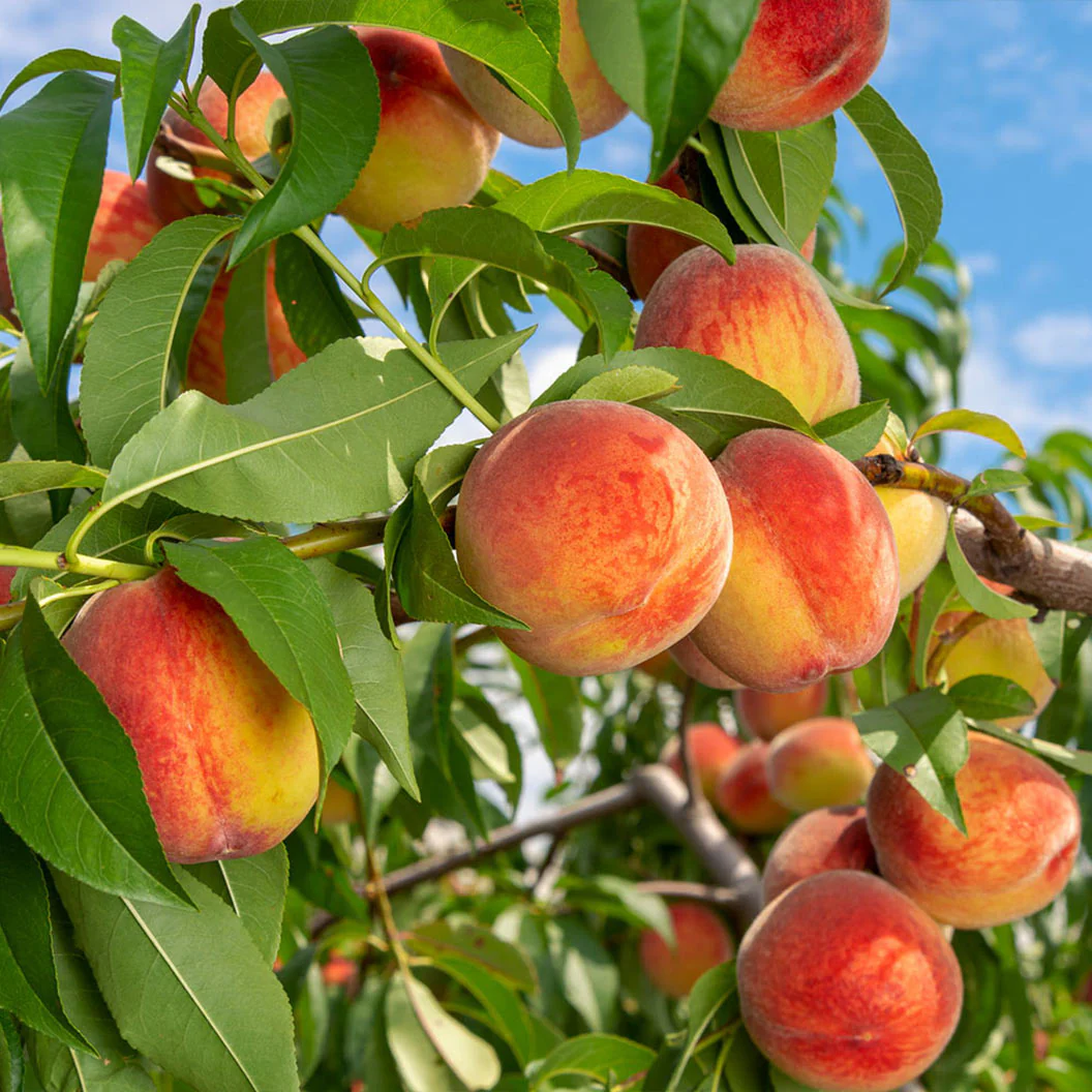 peaches, yellow