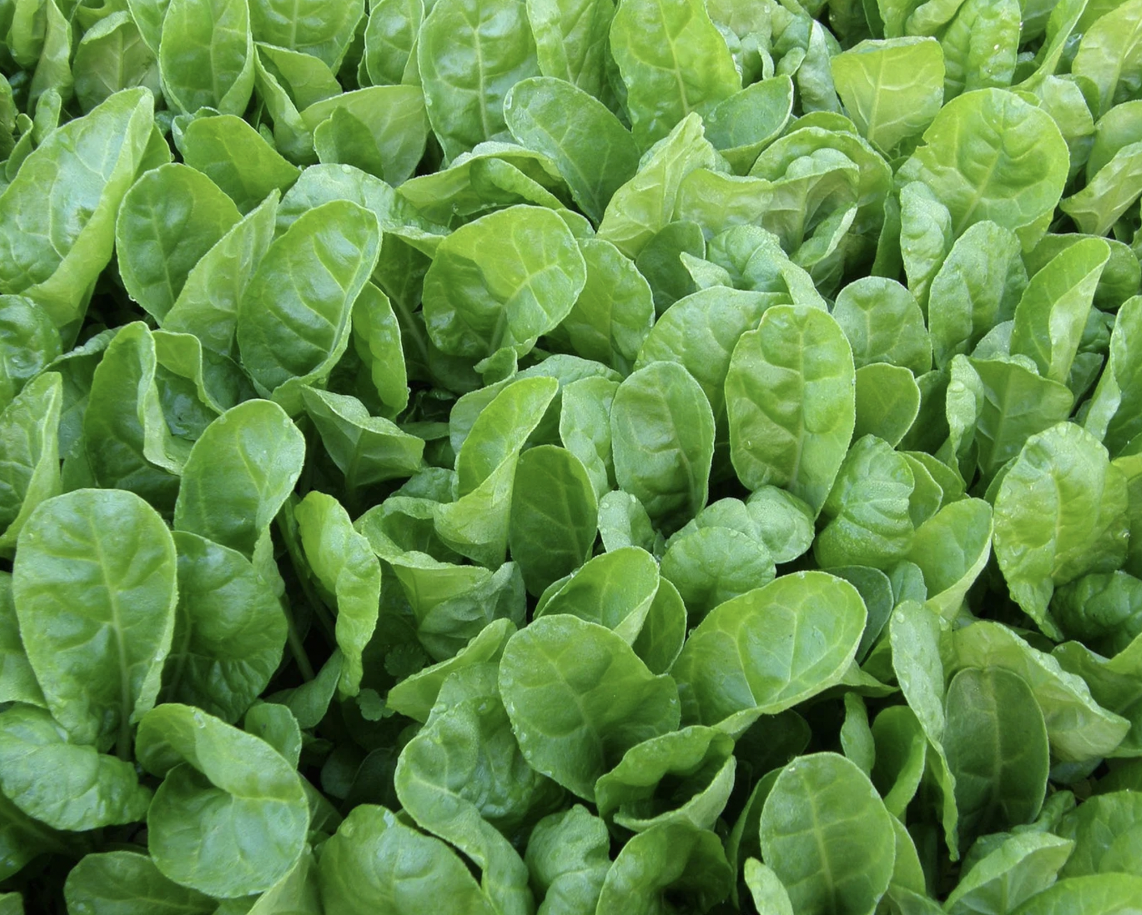 swiss chard, baby (loose)