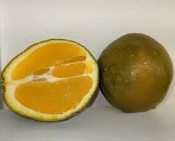 chocolate orange inside.jpg