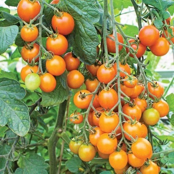 tomatoes, sungold cherry