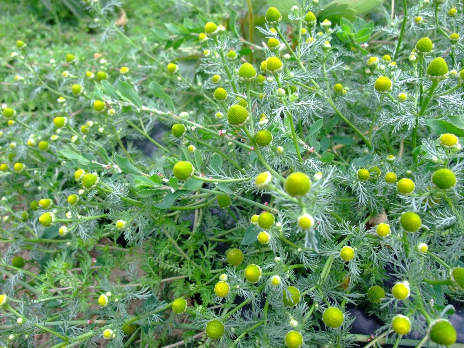 chamomile