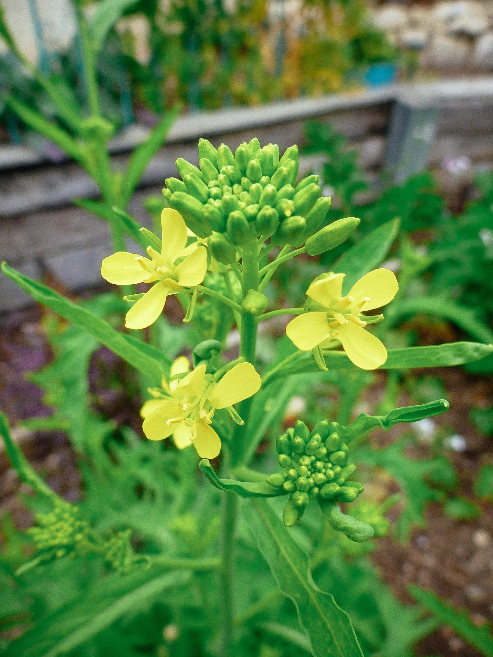 flowers, kale (kale buds)